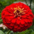 Cherry Queen Zinnia Seeds 200 Seeds Beautiful Red Annual Flower Garden Butterflies Fresh For Garden