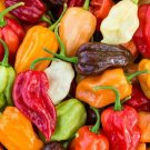 Rainbow Habanero Pepper Seeds Mix 50 Seeds Hot Red Yellow Chocolate White Orange Fresh For Garden