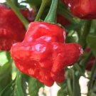 Red Scotch Bonnet Pepper Seeds 50 Seedshot Spicy Vegetable Garden Plants Nongmo Fresh For Garden Red Scotch Bonnet Pepper Seeds 50 Seedshot Spicy Vegetable Garden Plants Nongmo Fresh For Garden
