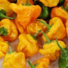 Yellow Scotch Bonnet Pepper Seeds 50 Seedshot Spicy Vegetable Garden Plants Nongmo Fresh For Garden Yellow Scotch Bonnet Pepper Seeds 50 Seedshot Spicy Vegetable Garden Plants Nongmo Fresh For Garden