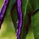 Purple Cayenne Pepper Seeds 50 Seeds Hot Spicy Garden Vegetable Fresh For Garden Purple Cayenne Pepper Seeds 50 Seeds Hot Spicy Garden Vegetable Fresh For Garden