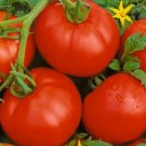 Bonny Best Tomato Seeds 100 Seeds Indeterminate Vegetable Garden Plants Sauce Salads Fresh For Garde