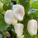 White Habanero Pepper Seeds 40 Seeds Hot Spicy Garden Vegetable Nongmo Fresh For Garden White Habanero Pepper Seeds 40 Seeds Hot Spicy Garden Vegetable Nongmo Fresh For Garden