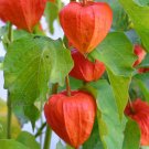 Chinese Lantern Seeds 200 Seeds Franchettornamental Perennial Flower Garden Plants Fresh For Garden Chinese Lantern Seeds 200 Seeds Franchettornamental Perennial Flower Garden Plants Fresh For Garden