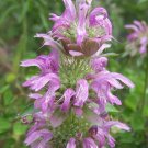 Lemon Mint Seeds 600 Seeds Monarda Citriodora Perennial Herb Garden Fragrant Bees Fresh For Garden