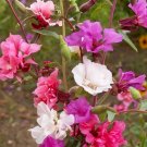 Clarkia Seeds 2000 Seeds Annual Wildflower Garden Bright Mixed Colors Cutflower Fresh For Garden