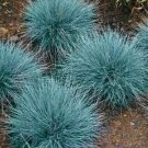Blue Fescue Grass Seeds 600 Seeds Ornamental Garden Perennial Plants Fresh For Garden
