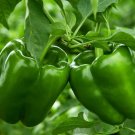 Emerald Giant Bell Pepper Seeds 50 Seeds Sweet Green Vegetable Garden Capsicum Annuum Fresh For Gard