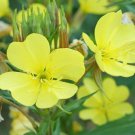 Evening Primrose Seeds 4000 Seeds Common Biennial Flower Garden Oenothera Lamarckiana Fresh For Gard Evening Primrose Seeds 4000 Seeds Common Biennial Flower Garden Oenothera Lamarckiana Fresh For Gard