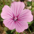 Rose Mallow Seeds 400 Seeds Pink Annual Flower Garden Wildflower Lavatera Trimestris Fresh For Garde Rose Mallow Seeds 400 Seeds Pink Annual Flower Garden Wildflower Lavatera Trimestris Fresh For Garde