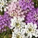 Candytuft Flower Seeds 1000 Seeds Iberis Umbellata Annual Flower Garden Fresh For Garden