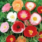 Double Shirley Poppy Seeds 2000 Seeds Double Mixed Annual Flower Garden Fresh For Garden