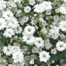 Babys Breath Flower Seeds 2000 Seeds Annual Dwarf White Wildflower Garden Fresh For Garden Babys Breath Flower Seeds 2000 Seeds Annual Dwarf White Wildflower Garden Fresh For Garden