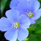 Blue Flax Flower Seeds 1000 Seeds Perennial Wildflower Ornamental Garden Fresh For Garden