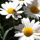 Ox Eye Daisy Seeds 1000 Seeds Perennial Flower Garden Chrysanthemum Leaucanthemum Fresh For Garden