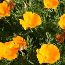 Orange California Poppy Seeds 600 Seeds Annual Flower Garden Eschscholzcalifornica Fresh For Garden Orange California Poppy Seeds 600 Seeds Annual Flower Garden Eschscholzcalifornica Fresh For Garden