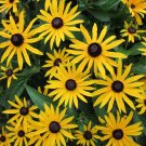 Black Eyed San Seeds 4000 Seeds Perennial Butterfly Flower Garden Fresh For Garden Black Eyed San Seeds 4000 Seeds Perennial Butterfly Flower Garden Fresh For Garden