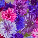 Bachelor Button Flower Seeds 400 Seeds Polka Dot Mix Cornflower Garden Mixed Colors Fresh For Garden