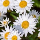 Shasta Daisy Seeds 1000 Seeds Alaska Perennial Flower Garden Chrysanthemum Maximum Fresh For Garden Shasta Daisy Seeds 1000 Seeds Alaska Perennial Flower Garden Chrysanthemum Maximum Fresh For Garden