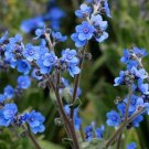 Forget Me Nots Flower Seeds 200 Seeds Chinese Annualbiennial Blue Wildflower Garden Fresh For Garden Forget Me Nots Flower Seeds 200 Seeds Chinese Annualbiennial Blue Wildflower Garden Fresh For Garden