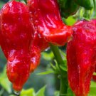 Ghost Pepper Seeds 40 Seeds Bhut Jolokia Super Hot Pepper Vegetable Garden Nongmo Fresh For Garden Ghost Pepper Seeds 40 Seeds Bhut Jolokia Super Hot Pepper Vegetable Garden Nongmo Fresh For Garden