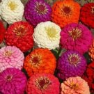 California Giant Zinnia Seeds 200 Seeds Annual Flower Garden Bees Butterflies Fresh For Garden