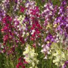 Snapdragon Seeds 10000 Seeds Tall Mix Mixed Colors Annual Cut Flowers Fresh For Garden Snapdragon Seeds 10000 Seeds Tall Mix Mixed Colors Annual Cut Flowers Fresh For Garden