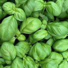 Genovese Basil Seeds 600 Seeds Sweet Annual Herb Garden Nongmo Fresh For Garden