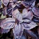 Dark Opal Basil Seeds 400 Seeds Purple Basil Annual Herb Garden Fresh For Garden Dark Opal Basil Seeds 400 Seeds Purple Basil Annual Herb Garden Fresh For Garden