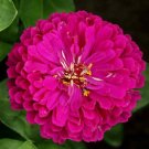 Purple Prince Zinnia Seeds 200 Seeds Annual Flower Garden Butterflies Bees Fresh For Garden Purple Prince Zinnia Seeds 200 Seeds Annual Flower Garden Butterflies Bees Fresh For Garden