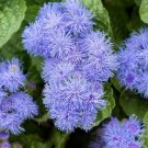 Ageratum Flower Seeds 1000 Seeds Dwarf Blue Mink Annual Wildflower Garden Fresh For Garden