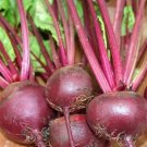 Ruby Queen Beet Seeds 100 Seeds Root Vegetable Garden Beets Survival Fresh For Garden Ruby Queen Beet Seeds 100 Seeds Root Vegetable Garden Beets Survival Fresh For Garden