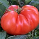 Mortgage Lifter Tomato Seeds 50 Seeds Indeterminate Vegetable Garden Beefsteak Fresh For Garden