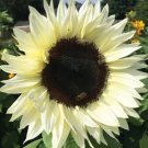Italian White Sunflower Seeds 50 Seeds Annual Flower Garden Bees Birds Fresh For Garden Italian White Sunflower Seeds 50 Seeds Annual Flower Garden Bees Birds Fresh For Garden