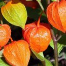 Chinese Lantern Seeds 100 Seeds Franchettornamental Perennial Flower Garden Fresh For Garden Chinese Lantern Seeds 100 Seeds Franchettornamental Perennial Flower Garden Fresh For Garden