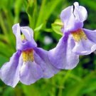 Monkey Flower Seeds 300 Seeds Allegheny Perennial Wildflower Garden Fresh For Garden