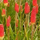 Red Hot Poker Seeds 30 Seeds Kniphofia Uvaria Torch Lilly Perennial Flower Garden Fresh For Garden Red Hot Poker Seeds 30 Seeds Kniphofia Uvaria Torch Lilly Perennial Flower Garden Fresh For Garden