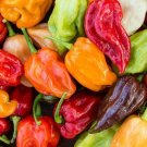Rainbow Habanero Pepper Seeds Mix 30 Seeds Chocolate Red Orange Yellow Vegetables Fresh For Garden Rainbow Habanero Pepper Seeds Mix 30 Seeds Chocolate Red Orange Yellow Vegetables Fresh For Garden