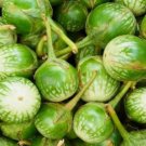 Petch Siam Eggplant Seeds 100 Seeds Green Vegetable Garden India Cuisine Fresh For Garden Petch Siam Eggplant Seeds 100 Seeds Green Vegetable Garden India Cuisine Fresh For Garden