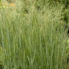 Switch Grass Seeds 500 Seeds Panicum Virgatum Perennial Ornamental Grass Fresh For Garden Switch Grass Seeds 500 Seeds Panicum Virgatum Perennial Ornamental Grass Fresh For Garden