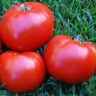 Boxcar Willie Tomato Seeds 50 Seeds Indeterminate Vegetable Garden Fresh For Garden