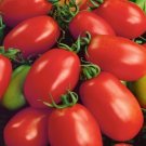 Napoltomato Seeds 50 Seeds Determinate Garden Vegetable Italian Paste Fresh For Garden Napoltomato Seeds 50 Seeds Determinate Garden Vegetable Italian Paste Fresh For Garden