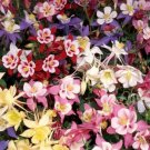 Dwarf Columbine Mix Seeds 200 Seeds Perennial Flower Mixed Colors Fresh For Garden