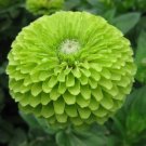 Green Zinnia Flower Seeds 100 Seeds Envy Garden Bees Birds Annual Fresh For Garden