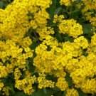 Alyssum Seeds 200 Seedsbasket Of Gold Yellow Flower Garden Annual Fresh For Garden