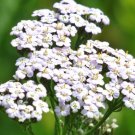 White Yarrow Seeds 1000 Seeds Perennial Herb Flower Garden Achillea Millefollum Fresh For Garden White Yarrow Seeds 1000 Seeds Perennial Herb Flower Garden Achillea Millefollum Fresh For Garden