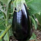 Florida Market Eggplant Seeds 50 Seeds Garden Culinary Asian Cuisine Fresh For Garden