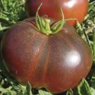 Black Brandywine Tomato Seeds 50 Seeds Indeterminate Vegetable Garden Fresh For Garden