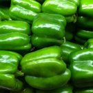 Green Bell Pepper Seeds 30 Seeds Keystone Resistant Giant Sweet Pepper Fresh For Garden Green Bell Pepper Seeds 30 Seeds Keystone Resistant Giant Sweet Pepper Fresh For Garden