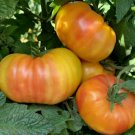 Hillbilly Tomato Seeds 50 Seeds Beefsteak Indeterminate Garden Vegetable Fresh For Garden Hillbilly Tomato Seeds 50 Seeds Beefsteak Indeterminate Garden Vegetable Fresh For Garden
